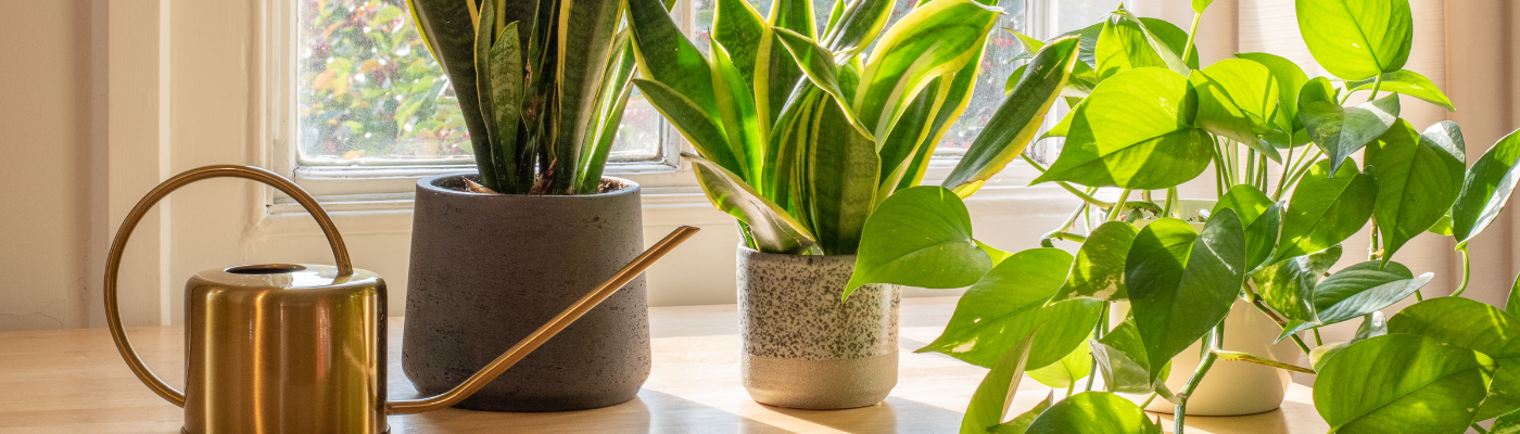 Top 10 Houseplants