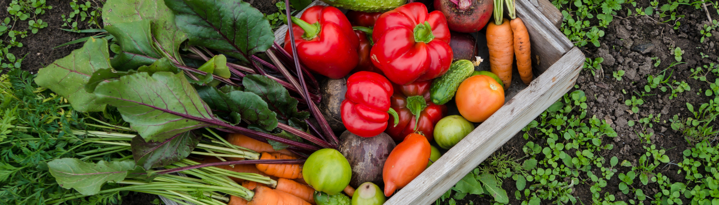 Container vs. In-Ground Vegetable Gardening