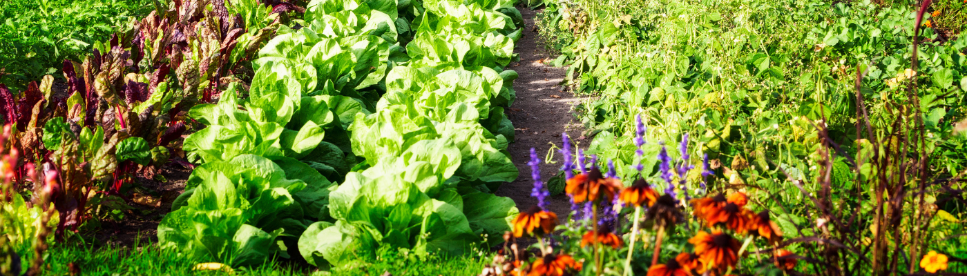 Unhappy Garden Vegetables